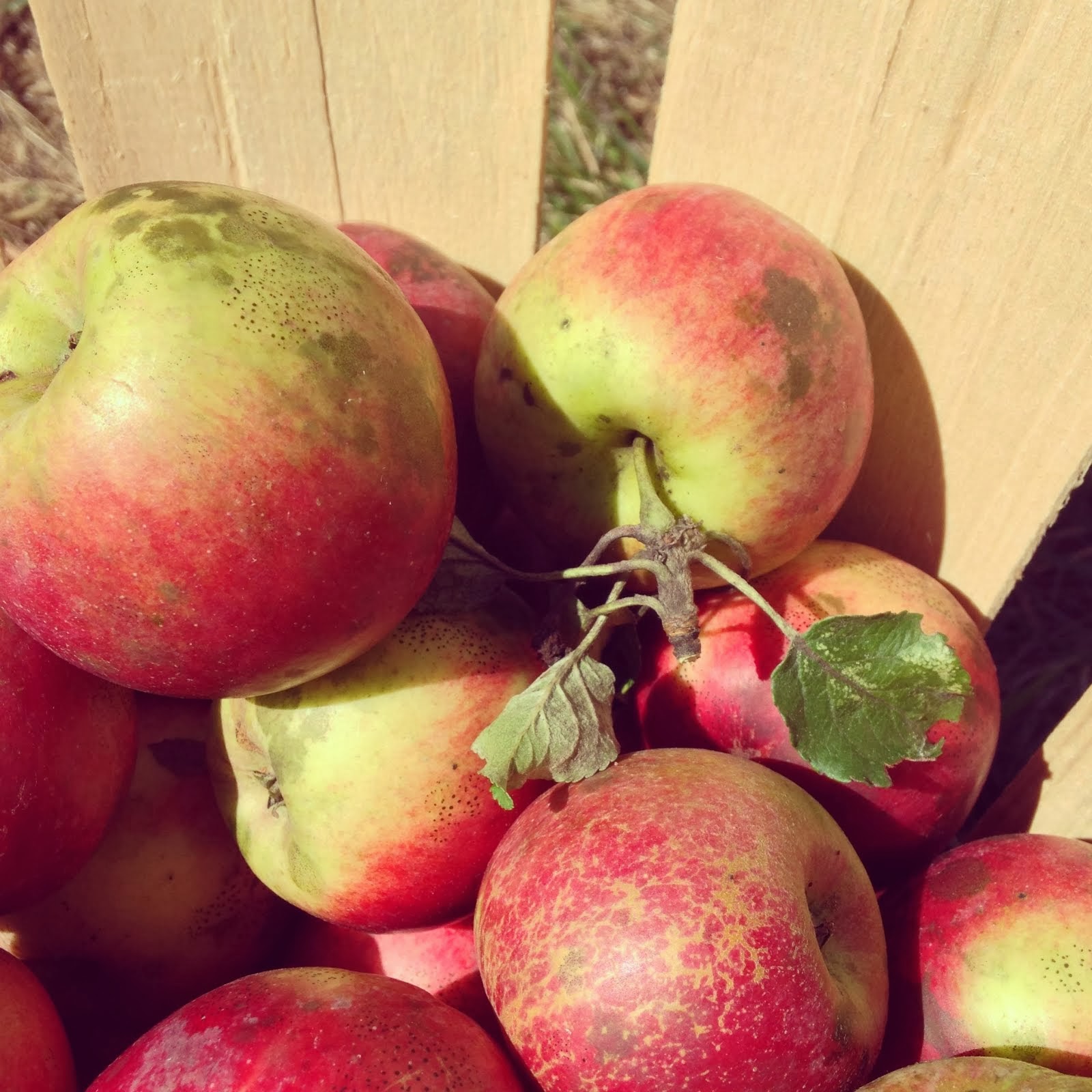 Heirloom Fruit Enthusiast