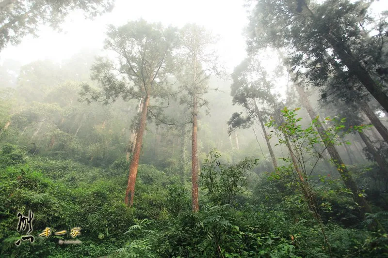 奮起湖石棹景點|龍雲休閒農場森林步道|鐵達尼石 五彩石