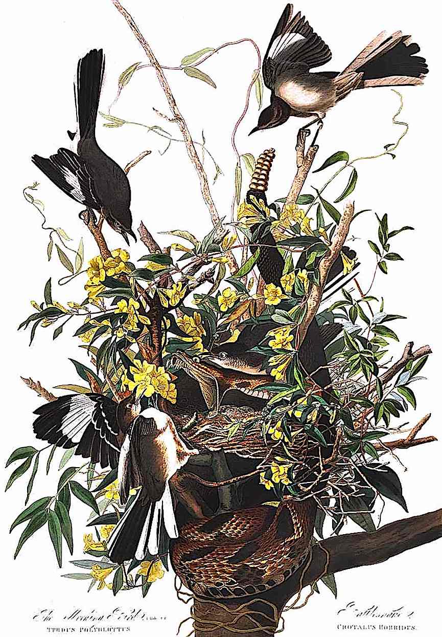 1900 a 1900 nature illustration, birds fighting a snake in the nest