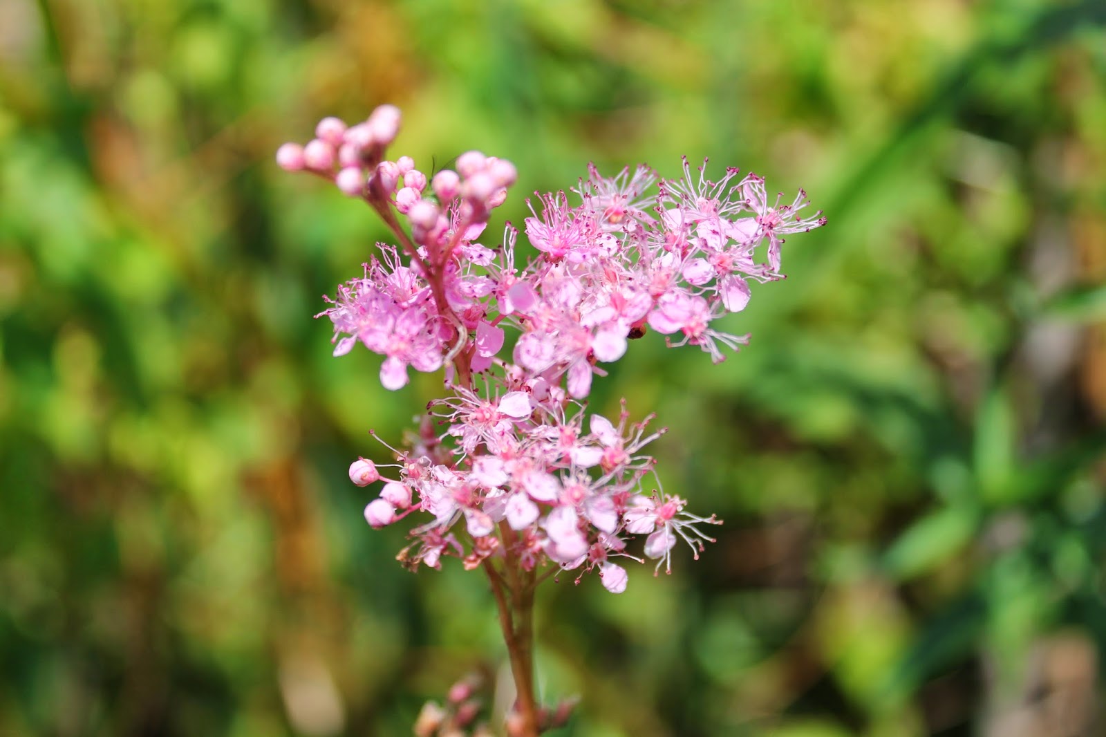 Americus Wildlife: Queen-of-the-prairie