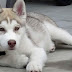 Correcting Zinc Deficiency in Huskies thumbnail