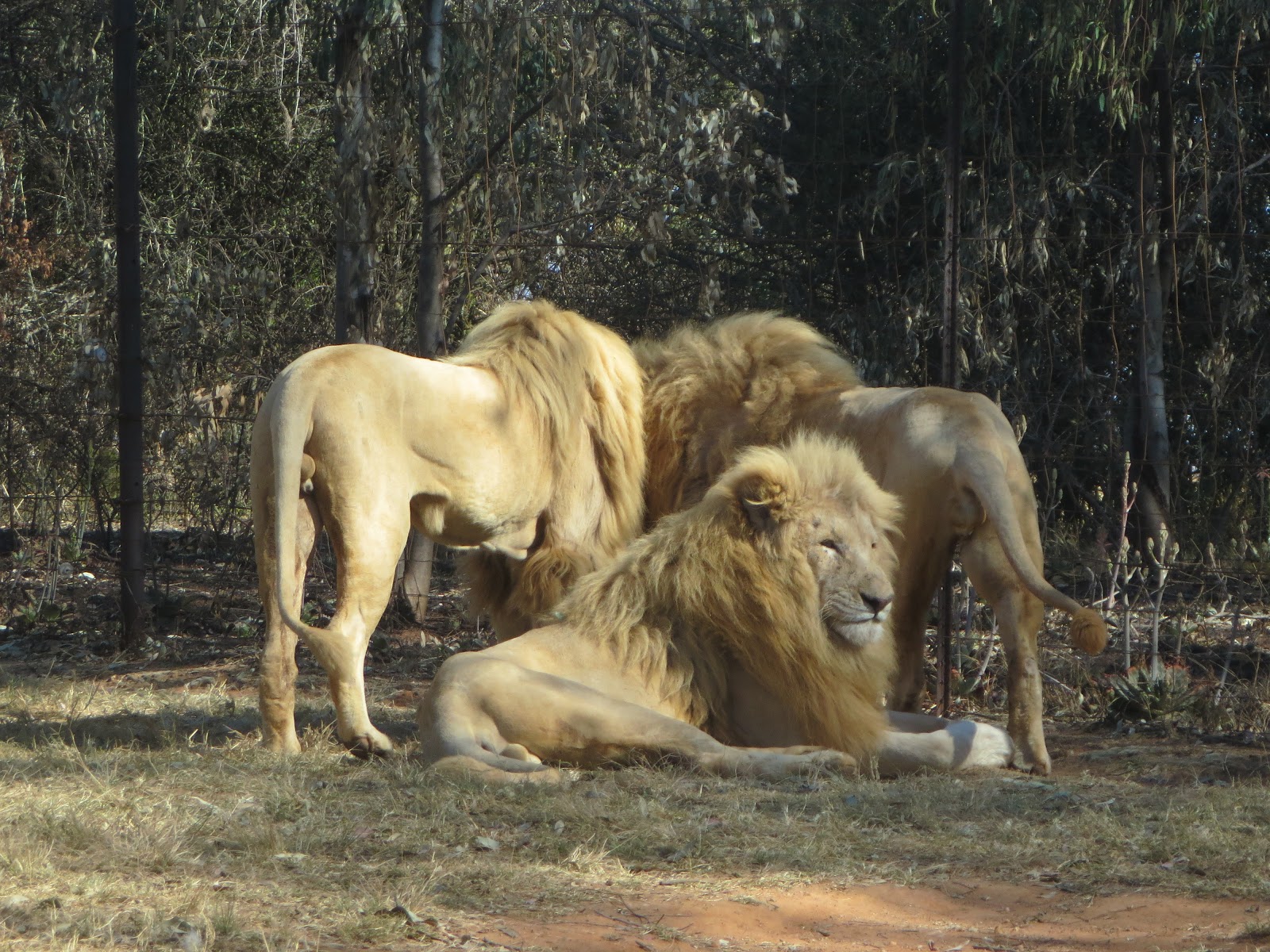 safari zuid afrika johannesburg