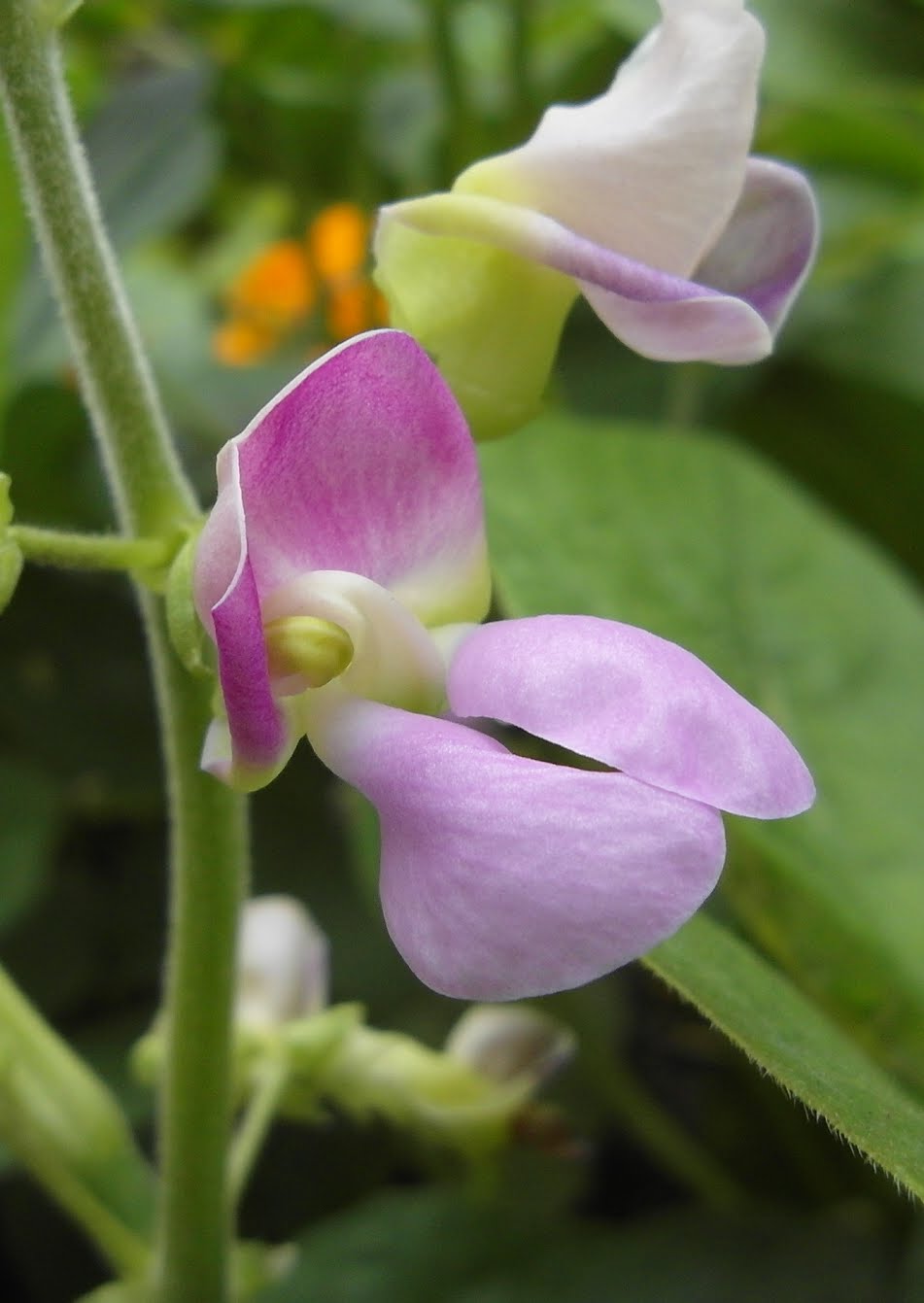 Chui, No!: Bean Blossom
