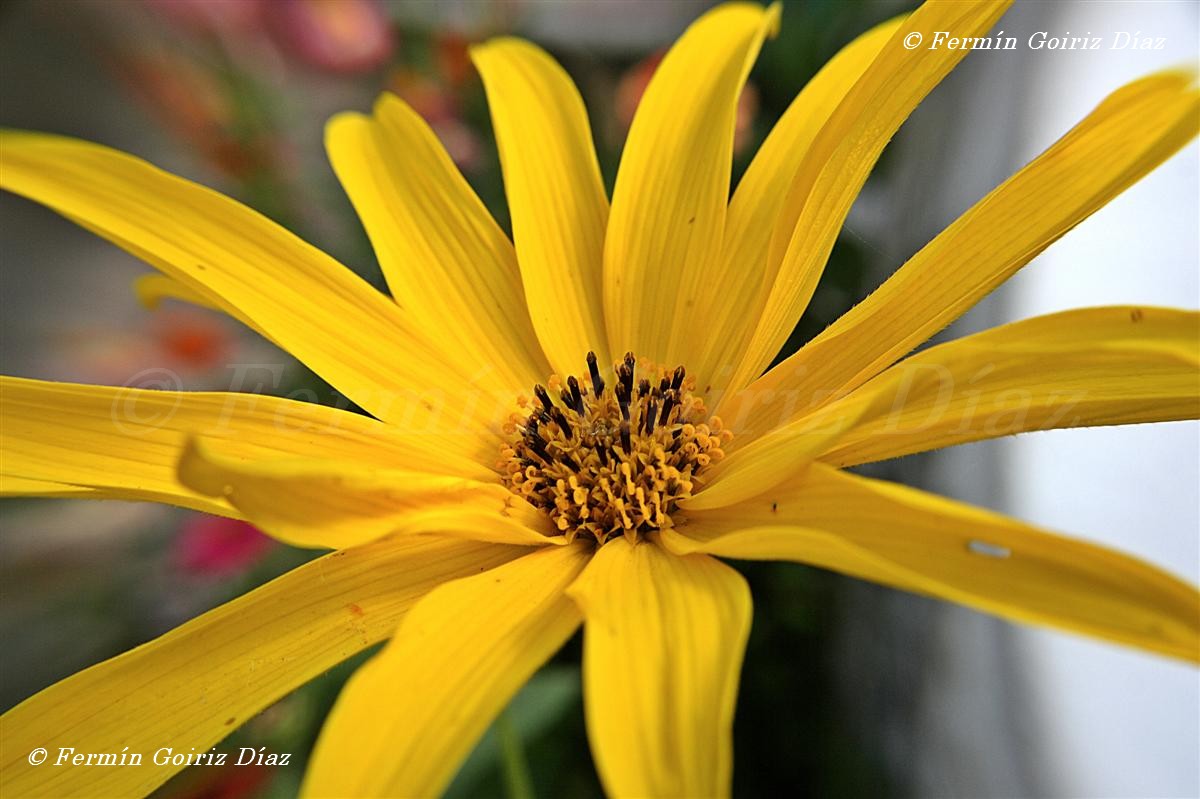 Albertini alvaro Fermín Goiriz Díaz - Sólo Fotos: Flores