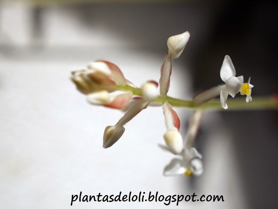 Flor De Ludisia Red Velvet