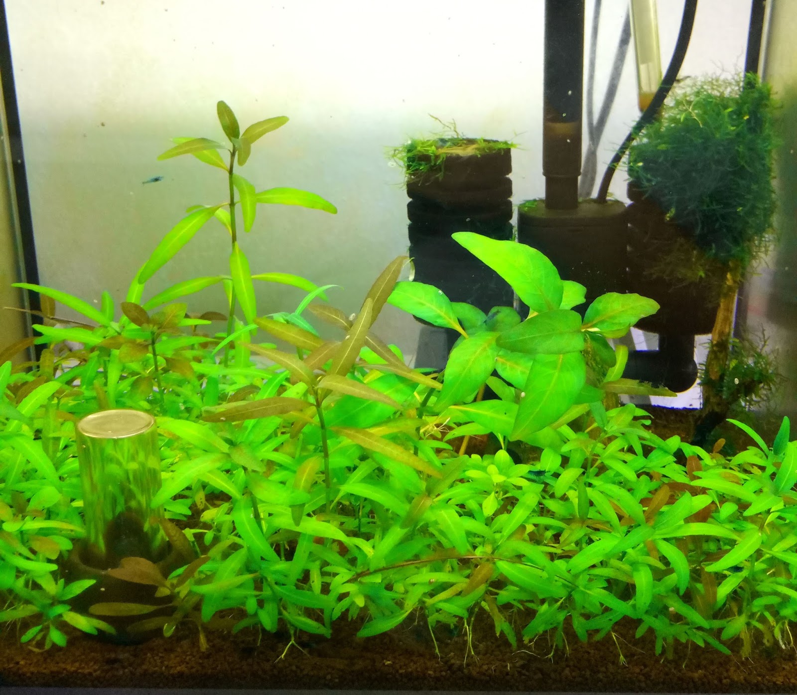Bodendecker Aquarium Ohne Co2