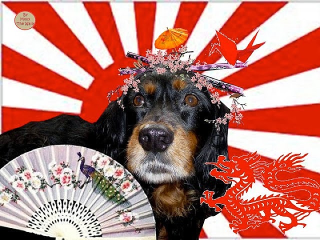 Molly The Wally Goes To Japan!