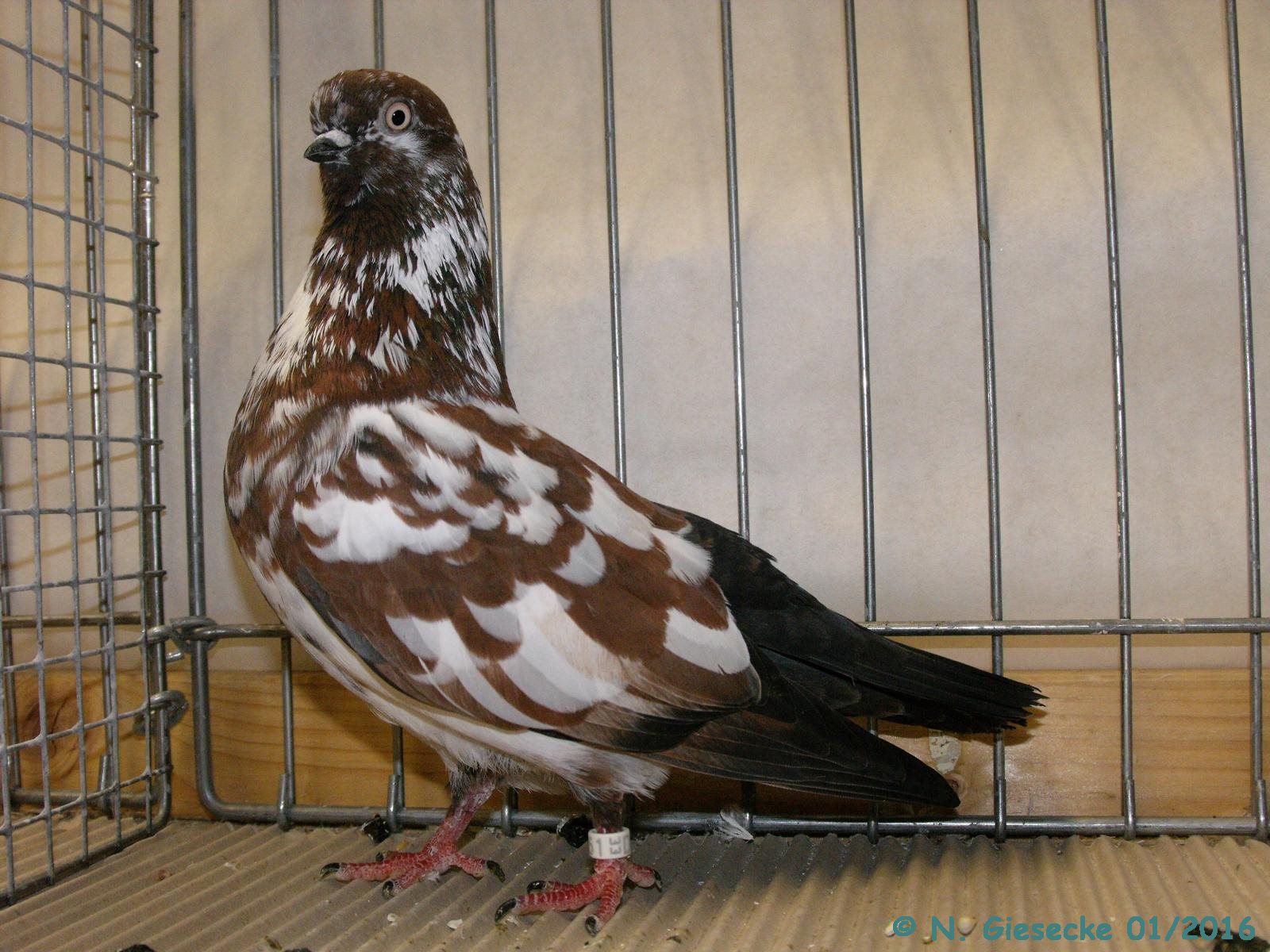 Portuguese Tumbler ( Cambalhota Português ) Pigeons fall