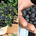 How To Grow Unlimited Amounts Of Blueberries In Your Backyard