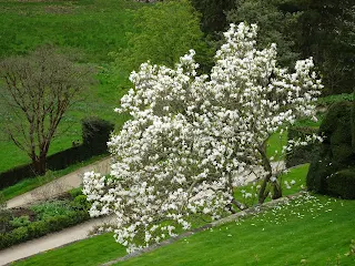 summer garden with white tree in bloom. 