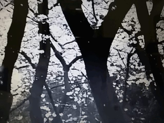 falling cherry blossoms gif