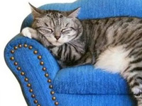 Кот отдыхает в кресле