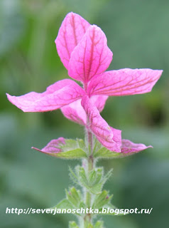 ������� - ������������ ������