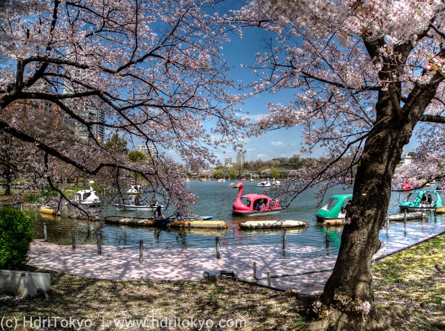 cherry blossoms by a large pond. swan boats on the pond.