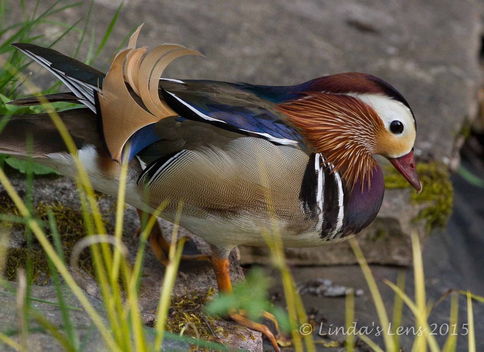 Linda's Lens Pretty Duck