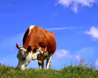 Cow Wallpapers hd