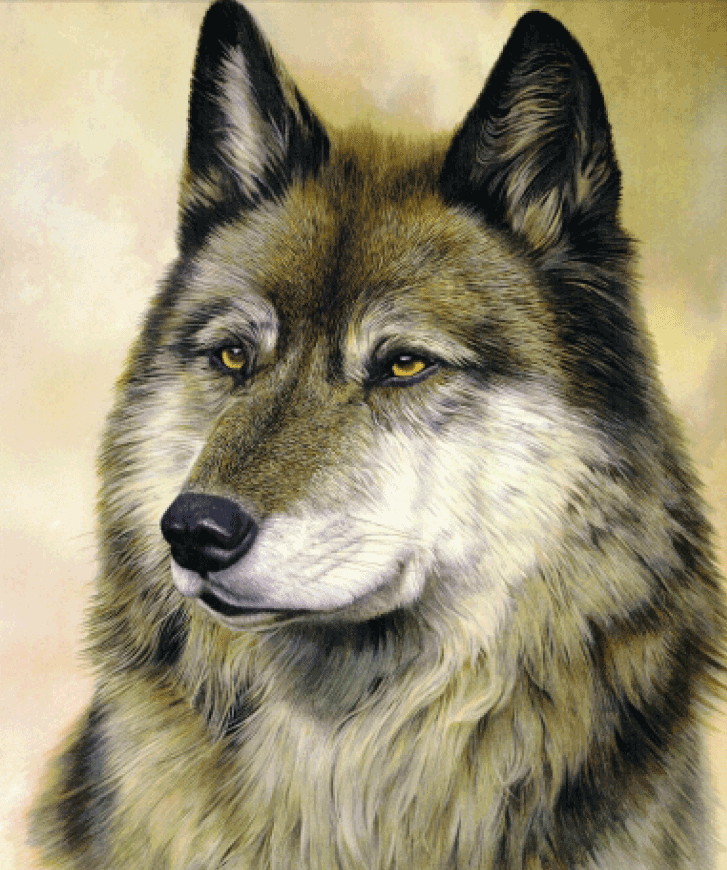 Irish History Irish Wolf