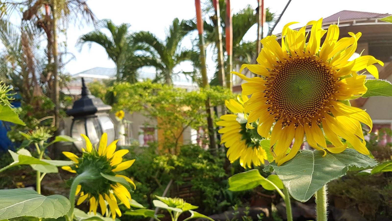 Ide 36+ Kebun Bunga Matahari Di Medan