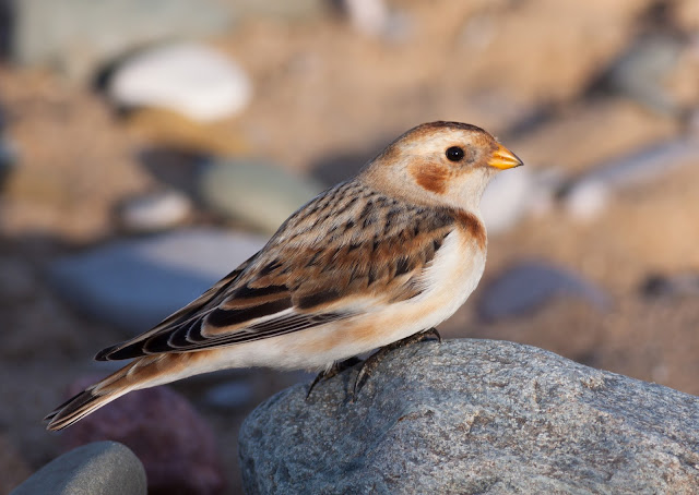Snow Bunting - Kimnel Bay, Wales Snow Bunting - Kimnel Bay, Wales