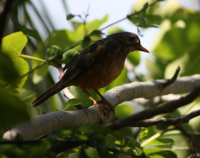 Towerwater Aan De Breede Birds of a Feather Eat Figs Together