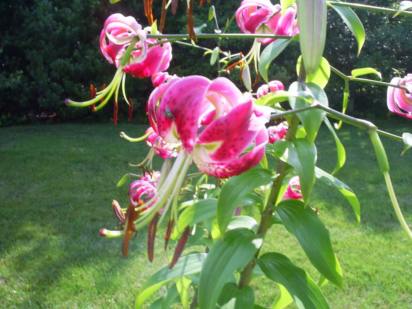 pat-s-addition-flowers-for-mom-and-dad