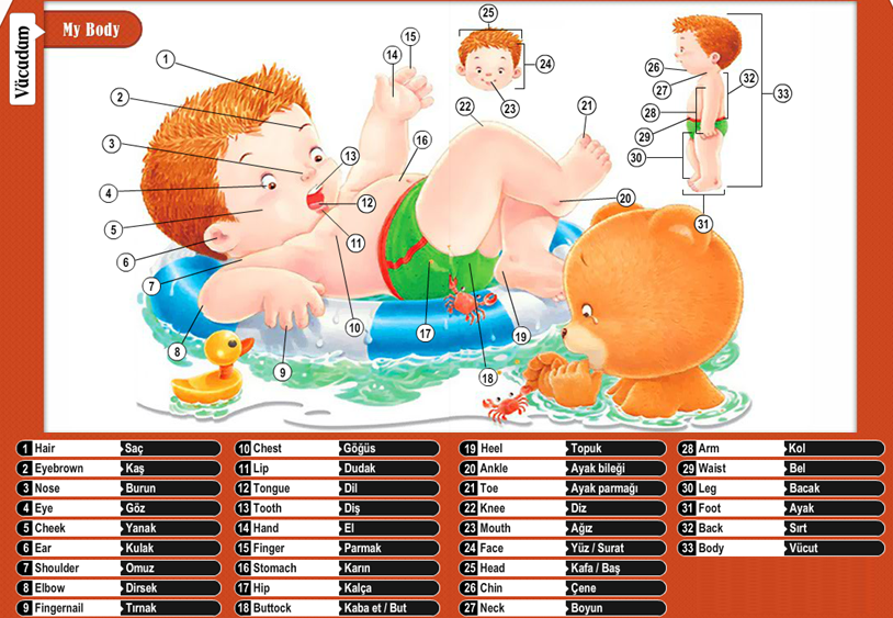 4. Sınıf İngilizce Posterler Çalışması | Online Test