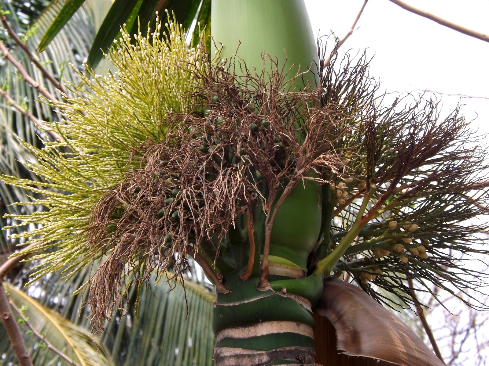 Shupari, Betel nut or Areca nut, Areca catechu