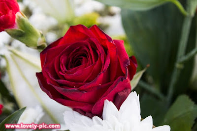 احلي صور ورد