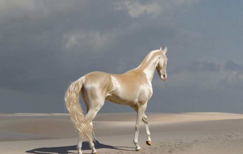 Ini Foto Kuda Tercantik di Dunia - Pernik Dunia 77