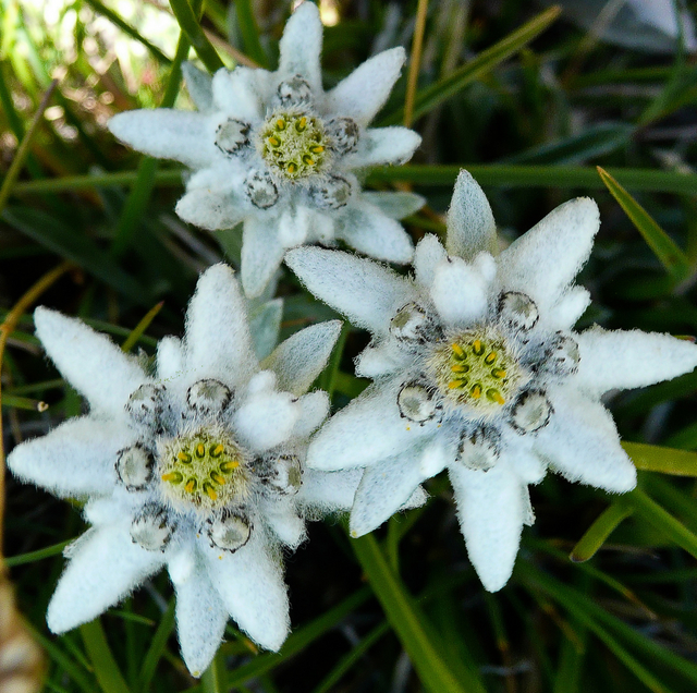  Gambar  Bunga  Edelweis  Cantik dan Fakta Unik Terbaru 