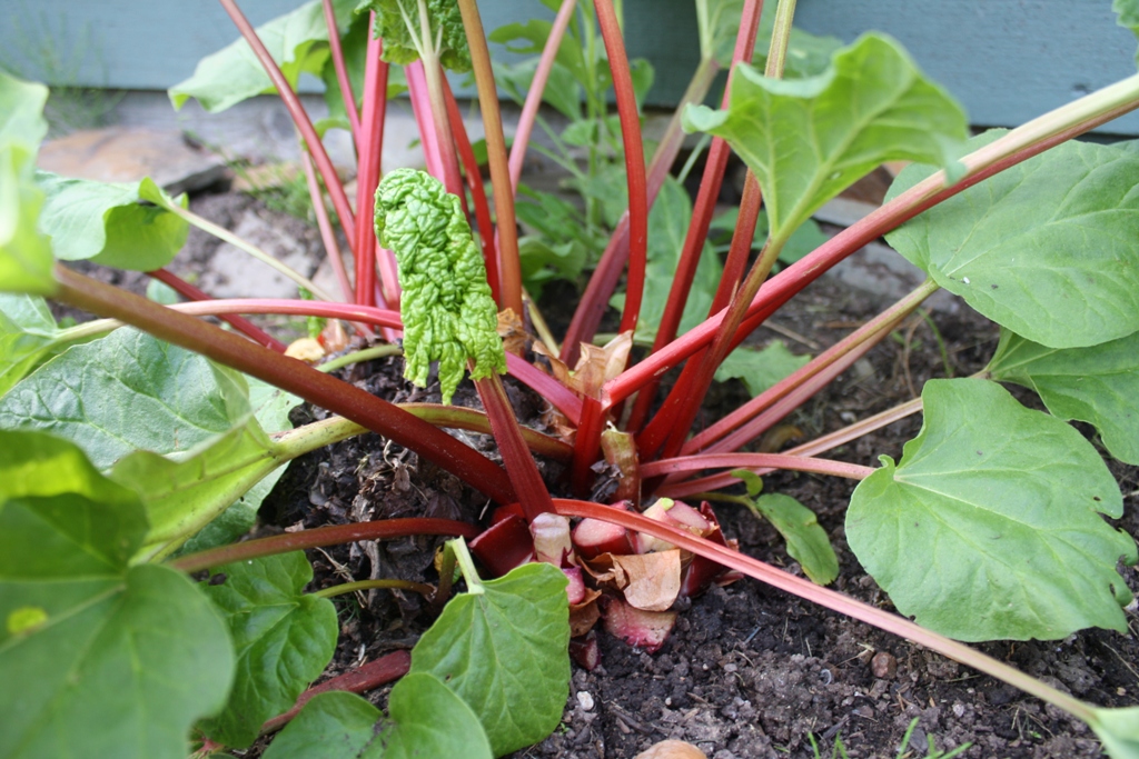 [bearded-dragon-not-eating-rhubarb.jpg]