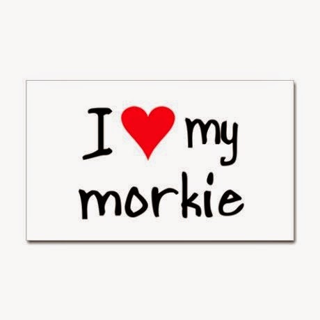 I love my Morkie