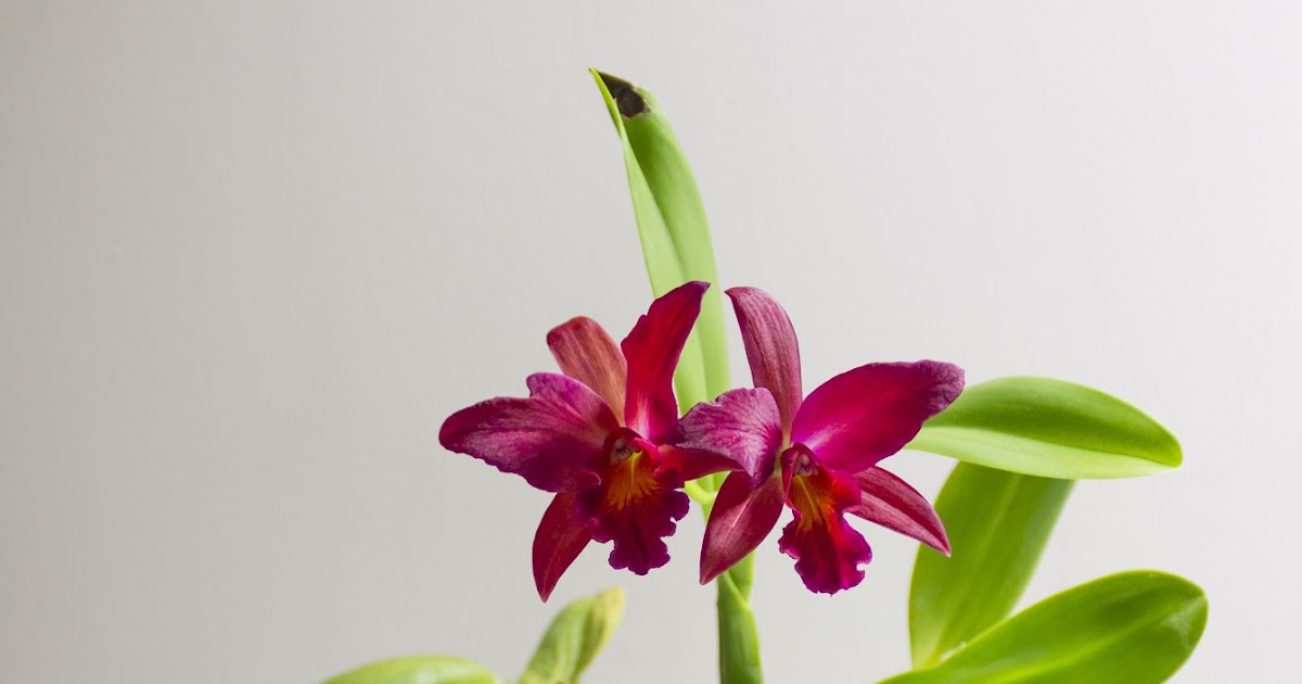 Maria's Orchids My orchid plant descriptions and care