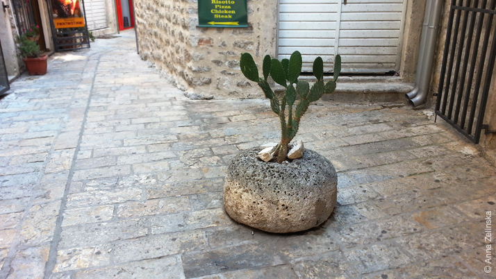 Кактус в каменном горшке, Будва, Черногория
