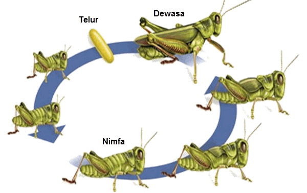 Metamorfosis Pada Beberapa Jenis Hewan  Mikirbae com