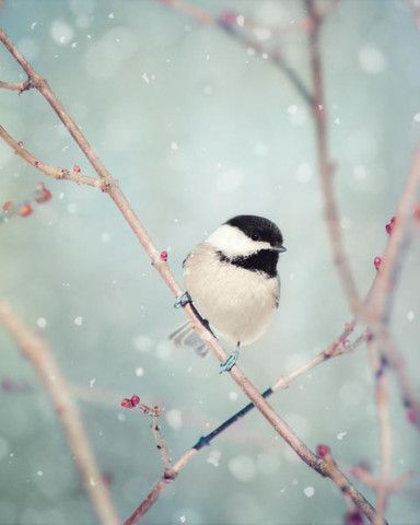 Gorgeous chickadee on cherry blossom branch