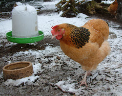 chickens winter water care keep take drinkable
