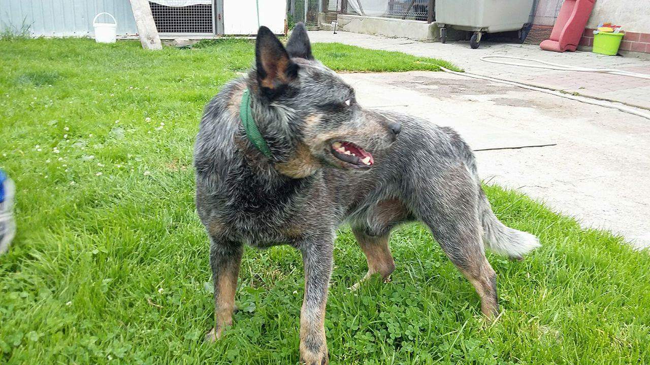 cattle dog olx