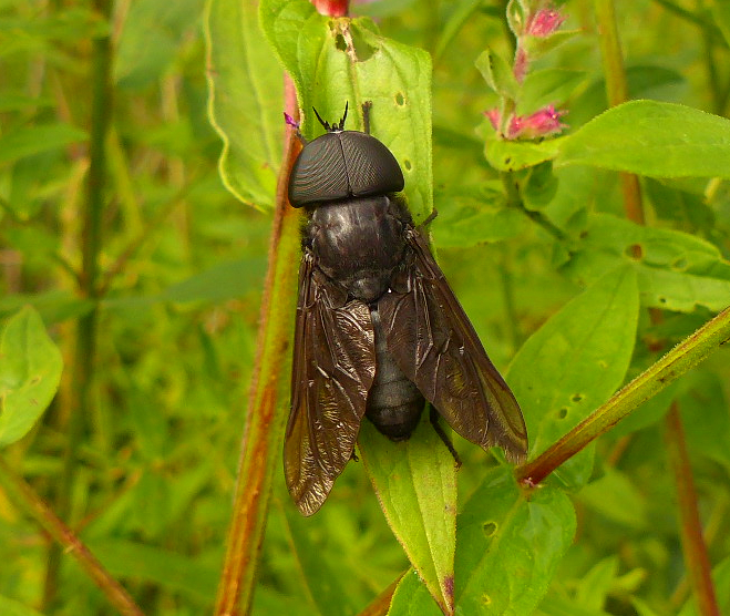 Ten Million Earthlings Naturescape Darth Vader Fly