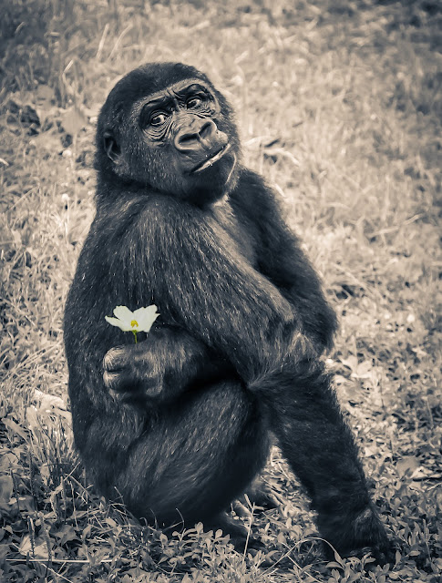 Precioso gorila en blanco y negro sujetando una flor.