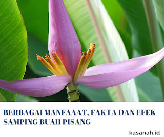 Jantung pisang muda Jantung pisang muda