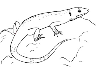 How To Draw A Lizard - Draw Central