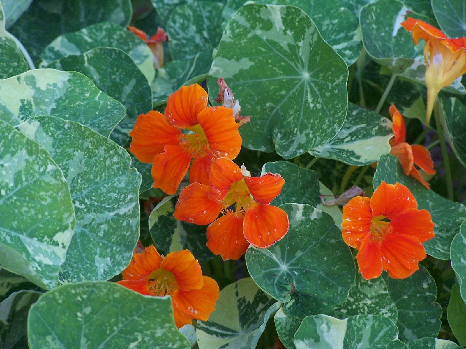 What's Blooming Nasturtiums