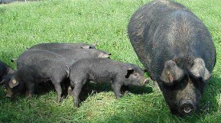 Cerda y sus cerditos Foto de chanchos negros y sus bebés