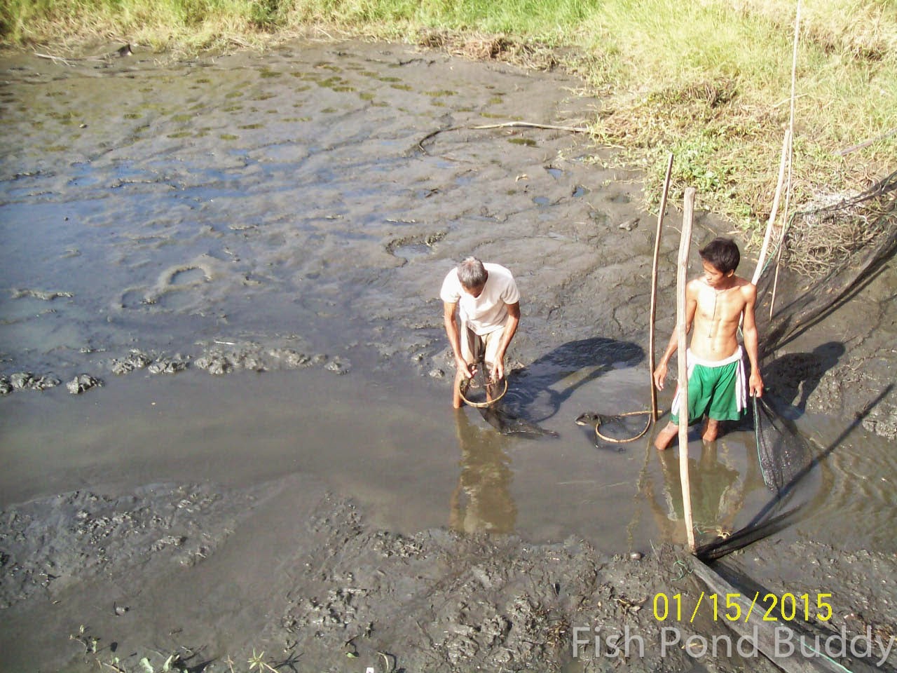 Fish Pond Buddy How to Harvest Using Pond Draining ("Limas")