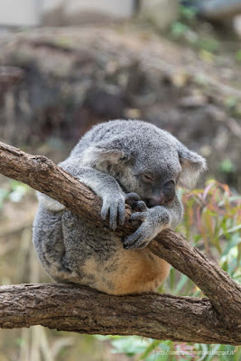 koala