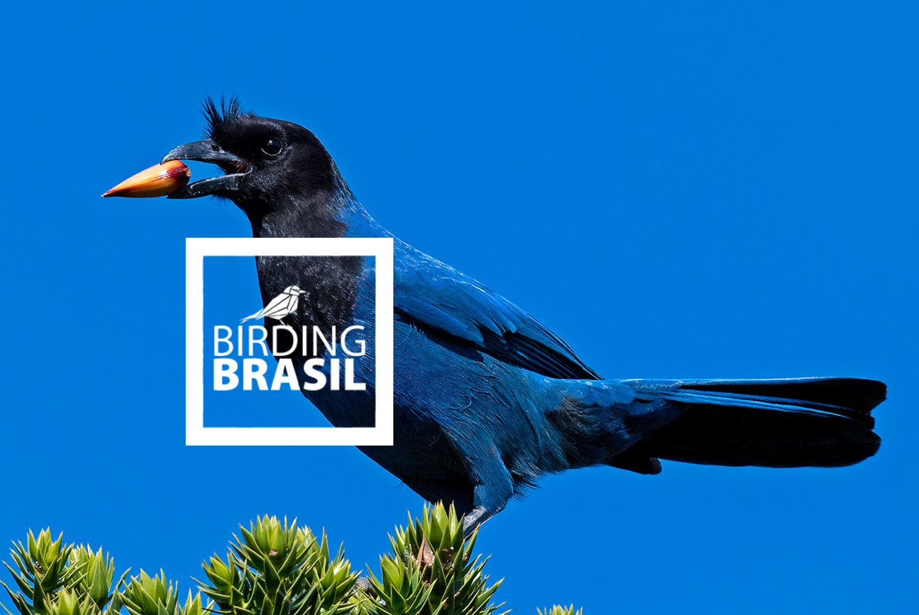 Guía Birding Brasil