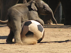 Elefante Futebolista?!!