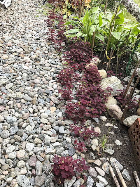 vild oxalis oxalis