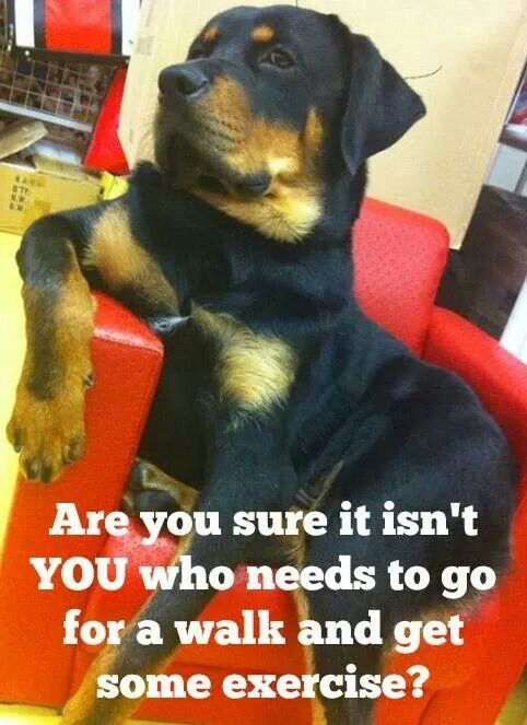 rottweiler meme best rottweiler memes the rottweilers rottweiler meme best rottweiler memes the rottweilers